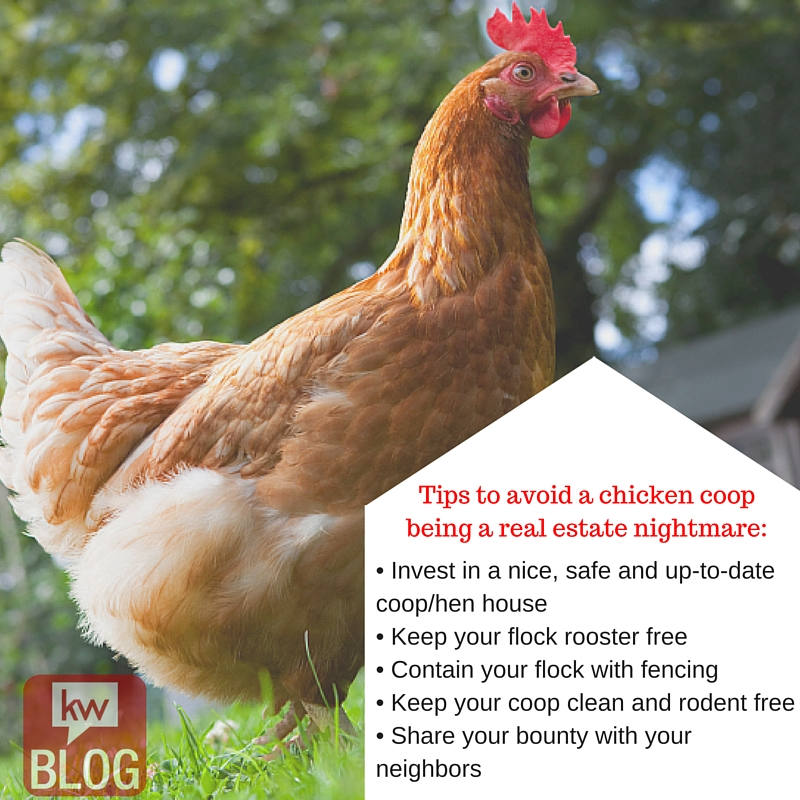Avoid_Chicken_Coop_Nightmares.png