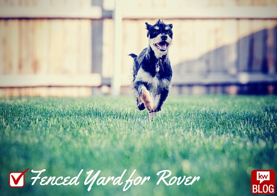 haoy_dog_in_yard.png